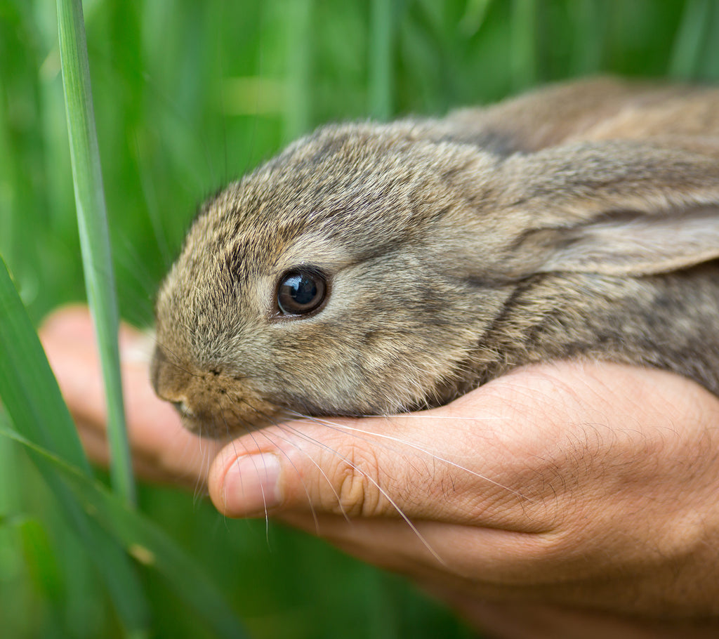 What does it mean to be a "cruelty-free" beauty brand?